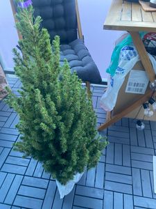 Picea glauca Conica 90–100 cm Zuckerhutfichte – Zwergfichte, immergrüne Gartenfichte, winterhart, Kegelfichte für Garten, Balkon & Kübel Kunden-Foto 2