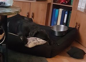 Hundebett KINGDOG Laufstall 130x105 cm personalisiert wasserdicht grün Kunden-Foto 2