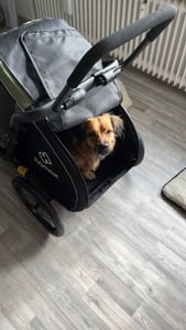 Hamax Milou S Hundeanhänger Kunden-Foto 5