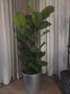 Trendyplants - Arbusto di Ficus Lyrata - Pianta di tabacco - Pianta da appartamento - Altezza 150-170 cm - Dimensioni vaso Ø30cm Foto del cliente 2