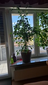 Birkenfeige Ficus Benjamina Exotica, 130–150 cm – Veľká izbová rastlina, ficus čistíaci vzduch, nenáročná zelená rastlina vhodná do kancelárie a domácnosti Fotografia od zákazníka č. 1