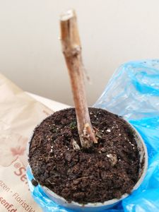 Mirtillo Goldtraube 71 circa 60 cm – mirtillo coltivato robusto per giardino e balcone, pianta di mirtilli ad alto rendimento con bacche aromatiche Foto del cliente 3