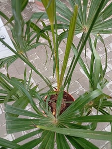 XXL winterharte Palme Hanfpalme 160-220 cm -18 °C Trachycarpus Fortunei Kunden-Foto 11