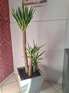 [Palmenlager] XL Yucca elephantipes 3er Tuff mit dicken Stämmen 120 cm / Zimmerpflanze Palme / echte Pflanze Kunden-Foto 2