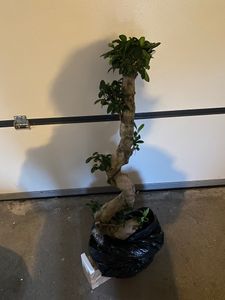 Bonsai Ficus Microcarpa Ginseng (S-Form) – 70-100 cm – Pflegeleichte Zimmerpflanze, ideal für Anfänger, Wohn- und Büroschmuck Kunden-Foto 3