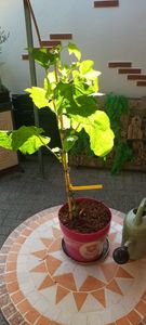 BALDUR Garten 1x Himbeer-Baum Raspbeary® , Pflanze im 4,6 Liter-Topf, Lieferung mit Stamm & Krone, winterhart, mehrjährig, pflegeleicht, Rubus idaeus, Himbeere, essbare Früchte, Obst-Rarität Kunden-Foto 5