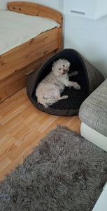 Cama para perro.Sofá para perro.Cojín para perro.Caseta para perro.Transportín para perro.Cama para perro.Descansador para mascotas.Cojín para perro, color gris, tamaño R2: 90 x 60 cm Foto del cliente 1