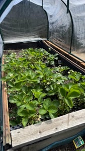 Outsunny Gewächshaus mit PE-Gitterfolie Aufrollbar Seitenwände, Tomatenhaus Kunden-Foto 2