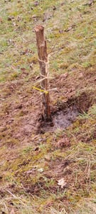 BALDUR Garten 1x Winterharte Kaki, Sharon-Frucht, Pflanze im 2 Liter-Topf, Diospyros kaki, exotische Obst-Pflanze, Früchte essbar, saftig-süßes Fruchtfleisch, Aroma von Birne & Aprikose Kunden-Foto 3