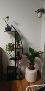 Tribesigns Blumenständer, 2 Stück Pflanzenregal mit 5 Ebenen und 2 Haken, 160cm Hoch Pflanzenständer Metall Blumenregal für Indoor Balkon(Mattschwarz) Kunden-Foto 10