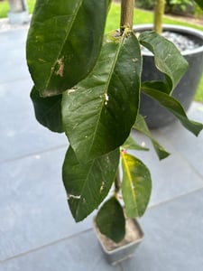 Drzewko cytrynowe Zagara Bianca 100–140 cm – Citrus limon, pachnące kwiaty, jadalne owoce, śródziemnomorska roślina doniczkowa, mrozoodporna w ograniczonym zakresie Zdjęcie produktu od klienta nr 3