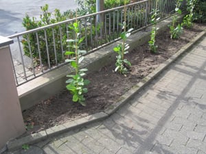 Kirschlorbeer Novita 20-40 cm, im Topf - Prunus laurocerasus, immergrün Kunden-Foto 4
