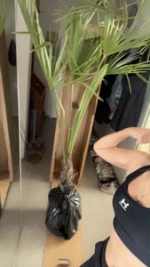 XXL Palme Stammhöhe 40-50 cm winterhart 160-180 cm Trachycarpus fortunei, Hanfpalme, Kunden-Foto 63