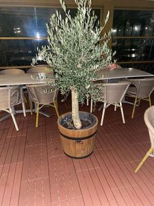 Olivenbaum Olive "Angebot" 150 - 180 cm, beste Qualität, winterhart, Olea Europaea Kunden-Foto 51
