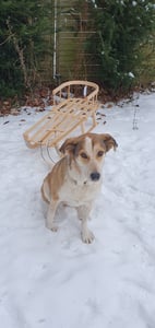Kinderschlitten aus Vollholz mit Rückenlehne und Schnur BAYO 90 cm Kunden-Foto 1