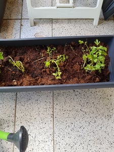 Bloomique - Lot de 3 - Levisticum Officinale - Livèche - Maggiplant - Aromatiques - Plantes de jardin - Résistantes à l'hiver - Hauteur 10-20 cm - Pot 9x9 cm Photo du client 3