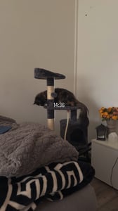 lionto Kratzbaum für Katzen 112 cm hoch, mit Höhle, Sisalseil, Plüschbällen & Wandhalterung, kompakter Kletterbaum, dunkelgrau Kunden-Foto 1