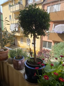 Echte Myrte Myrtus Pflanze 45cm Kunden-Foto 2