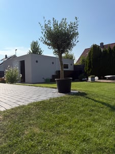 Olivenbaum Olive "Angebot" 150 - 180 cm, beste Qualität, winterhart, Olea Europaea Kunden-Foto 25