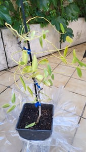 Ziziphus jujuba 'Giuggiolo', ook wel bekend als Chinese dadelboom of rode dadel, in een pot van 3 liter Klantenfoto 1