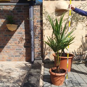 Trachycarpus fortunei Hanfpalme bis 160 cm Höhe Freilandzucht. Frosthart bis -18 Kunden-Foto 5