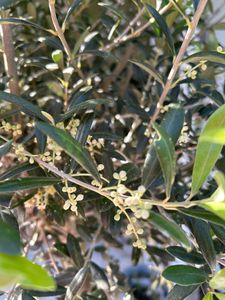 Olivenbaum Olive "Angebot" 150 - 180 cm, beste Qualität, winterhart, Olea Europaea Kunden-Foto 31