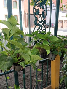 Hydrangea macrophylla Wudu 20-30 cm / Topf 10,5  - Hortensien mit prächtigen Blüten Kunden-Foto 1