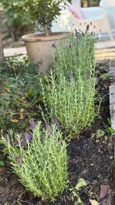 Plants by Frank | 6 Französische Lavendel Pflanzen | Lavandula Stoechas Anouk® | Schopflavendel | Lavendel Pflanze | Stauden | Gartenpflanzen Kunden-Foto 1