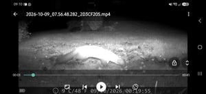4K 60MP WiFi Wildkamera mit App, IP66 wasserdichte Nachtsichtkamera, Jagdkamera mit Bewegungsmelder, Tierüberwachungskamera inkl. 32GB Speicherkarte Kunden-Foto 1