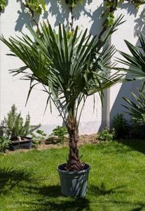 XXL Palme Stammhöhe 40-50 cm winterhart 160-180 cm Trachycarpus fortunei, Hanfpalme, Kunden-Foto 40
