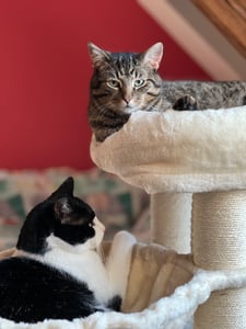 FEANDREA Kratzbaum 186 cm, Katzenbaum für große katzen, 13 dicken Säulen (11 cm d), stabil, Kippschutz, Tintenschwarz Kunden-Foto 11