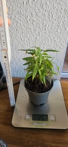 Fargesia rufa C5 - 5 Liter - Schirmbambus - Heckenbambus Kunden-Foto 7