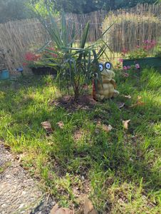 Seltene Trachycarpus Wagnerianus Hanfpalme bis 120 cm Höhe Frosthart bis -19 Grad Kunden-Foto 30