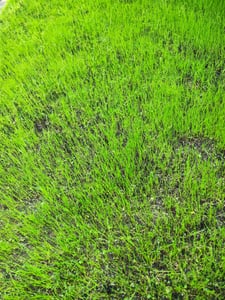 Greenyp® Sport I strapazierfähiger Sport-& Spielrasen I 5kg für 200m² I Sportrasen Grassamen Rasensamen Rasensaat Gras Nachsaat schnellkeimend Kunden-Foto 1