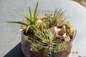 OmniPlants – Tillandsien 5er-Mix mit EXTRA T. fuchsii var gracilis, luftreinigende Air Plants, pflegeleicht, natürliche Deko, Gärtnereizucht Kunden-Foto 2