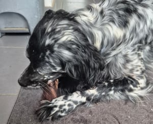 50 Stk Getrocknete Schweineohren Kauartikel Hundesnack Hundefutter Kausnack Kunden-Foto 1