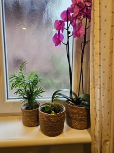 Seegras Korb rund natur 5er Set mit Einsatz Blumentopf geflochten Aufbewahrungskorb Über-Topf Blumenkorb Kunden-Foto 1
