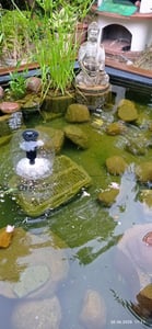 CleverAqua Teichklärer 6000ml Sofortwirkung gegen grünes & trübes Wasser bindet Verschmutzungen und Algen im Teich Kunden-Foto 1