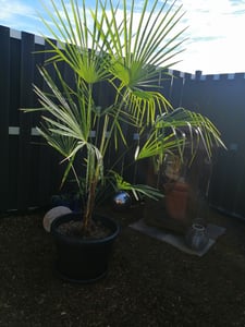 Zwergpalme 130–160 cm winterhart – Chamaerops humilis, mediterrane Gartenpalme für Terrasse & Balkon, robuste Europäische Palme Kunden-Foto 6