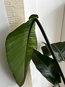 [Palmenlager] XL Strelitzia nicolai - Paradiesvogelblume - 140 cm - 3er Tuff / Baumstrelitzia / mediterrane Pflanze Kunden-Foto 8