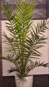 Palme XXL 160 cm Phoenix canariensis, kanarische Dattelpalme, winterhart Kunden-Foto 1