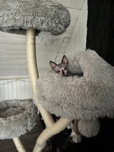 COSTWAY Kratzbaum, 178 cm Katzenbaum mit Sisal-Kratzsäulen, 3 warmen Liegeflächen & Plüschbälle, Katzenturm mit gebogenem Metallgestell, Kletterbaum, Katzenmöbel für große und kleine Katzen (Grau) Kunden-Foto 1