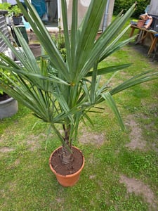 Trachycarpus fortunei Hanfpalme bis 160 cm Höhe Freilandzucht. Frosthart bis -18 Kunden-Foto 2