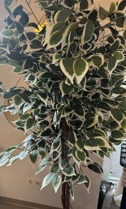 PLANTASIA Kunstpflanze Bambus Strauch 190 cm Kunden-Foto 3