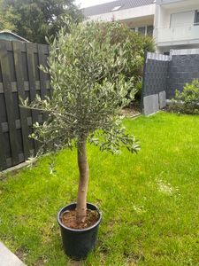 Olivenbaum Olive "Angebot" 150 - 180 cm, beste Qualität, winterhart, Olea Europaea Kunden-Foto 60