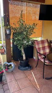 Olivenbaum Olive "Angebot" 150 - 180 cm, beste Qualität, winterhart, Olea Europaea Kunden-Foto 52