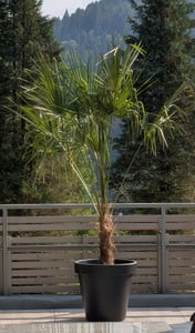 Trachycarpus fortunei Gruppe 150 - 170 cm Palme Hanfpalme, winterhart bis -18°C Kunden-Foto 1