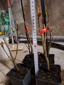 Sada 4 černých bobulí aronie – Aronia prunifolia „Viking“ – 9 cm květináč Fotografie od zákazníka č. 1