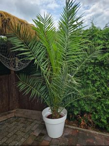 Palme XXL 180 cm Phoenix canariensis, kanarische Dattelpalme, winterhart Kunden-Foto 1