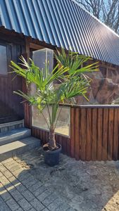 XXL Palme Stammhöhe 40-50 cm winterhart 160-180 cm Trachycarpus fortunei, Hanfpalme, Kunden-Foto 58